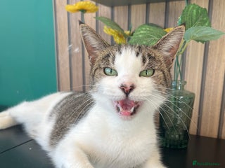 Mixed Breed cats - Advert 12