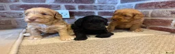 Cockapoo dogs for sale: Beautiful F1 Cockapoos in King's Lynn - Advert 5