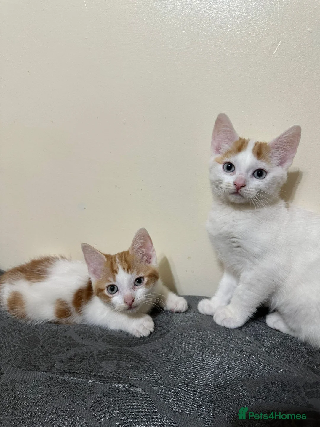 British Shorthair cats for sale: Two male kittens for adoption - Advert 6