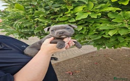 Staffordshire Bull Terrier dogs for sale: Blue Staffordshire puppies - Image 1