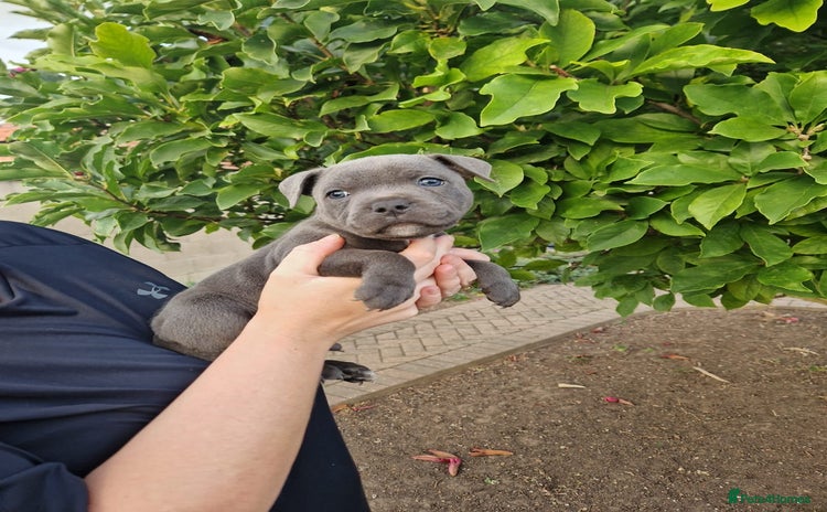 Staffordshire Bull Terrier dogs for sale - Advert 2