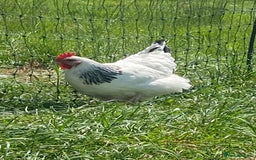 Chickens poultry for sale: Light Sussex  - Image 7