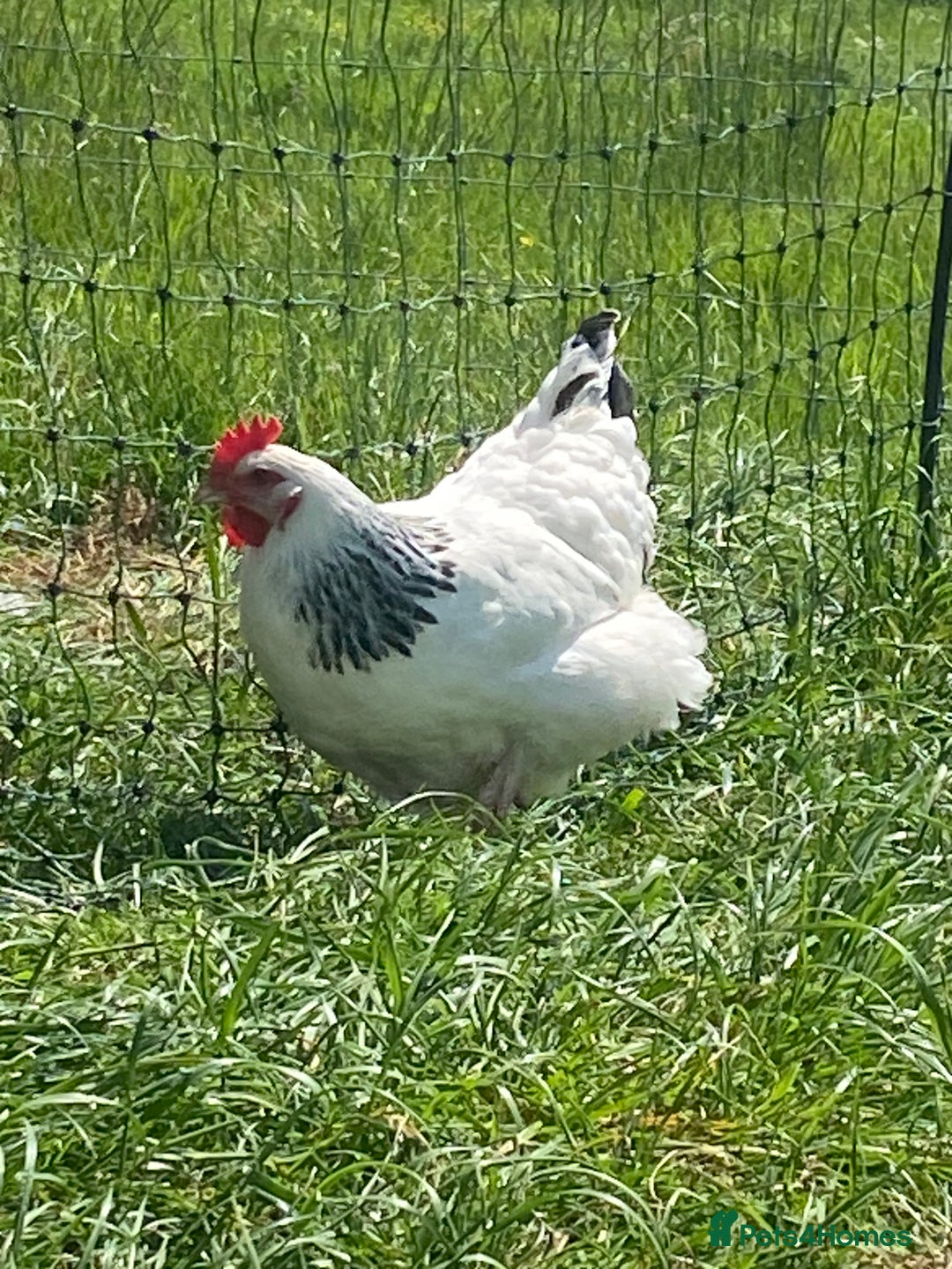 Chickens poultry for sale: Light Sussex  - Image 7