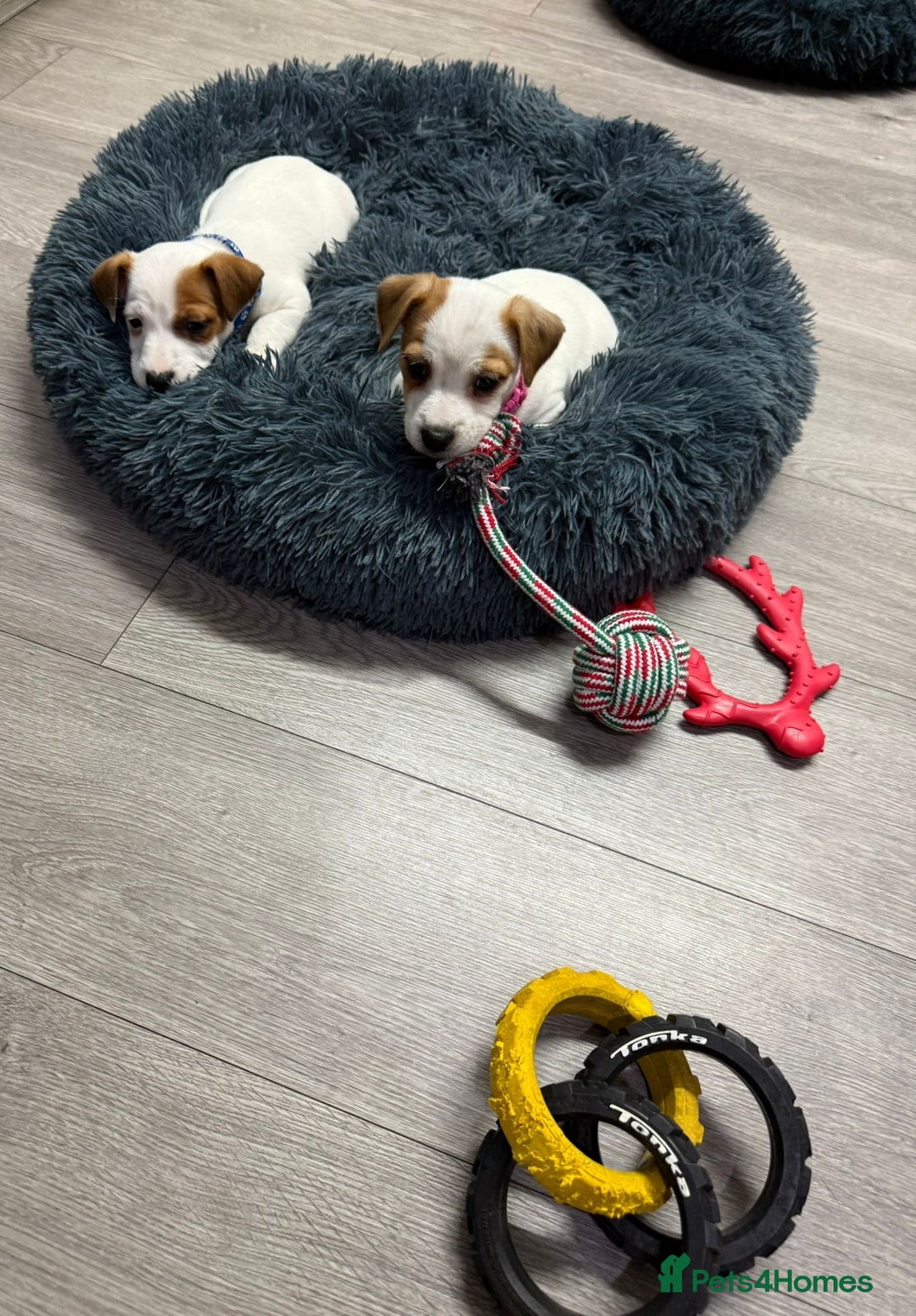 Jack Russell dogs for sale: 8 Week Old Jack Russel Puppies  - Advert 5