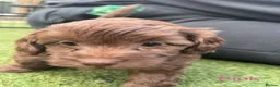 Cockapoo dogs for sale:  Absolutely stunning  F1b chocolate cockapoos  in Peterborough - Advert 13