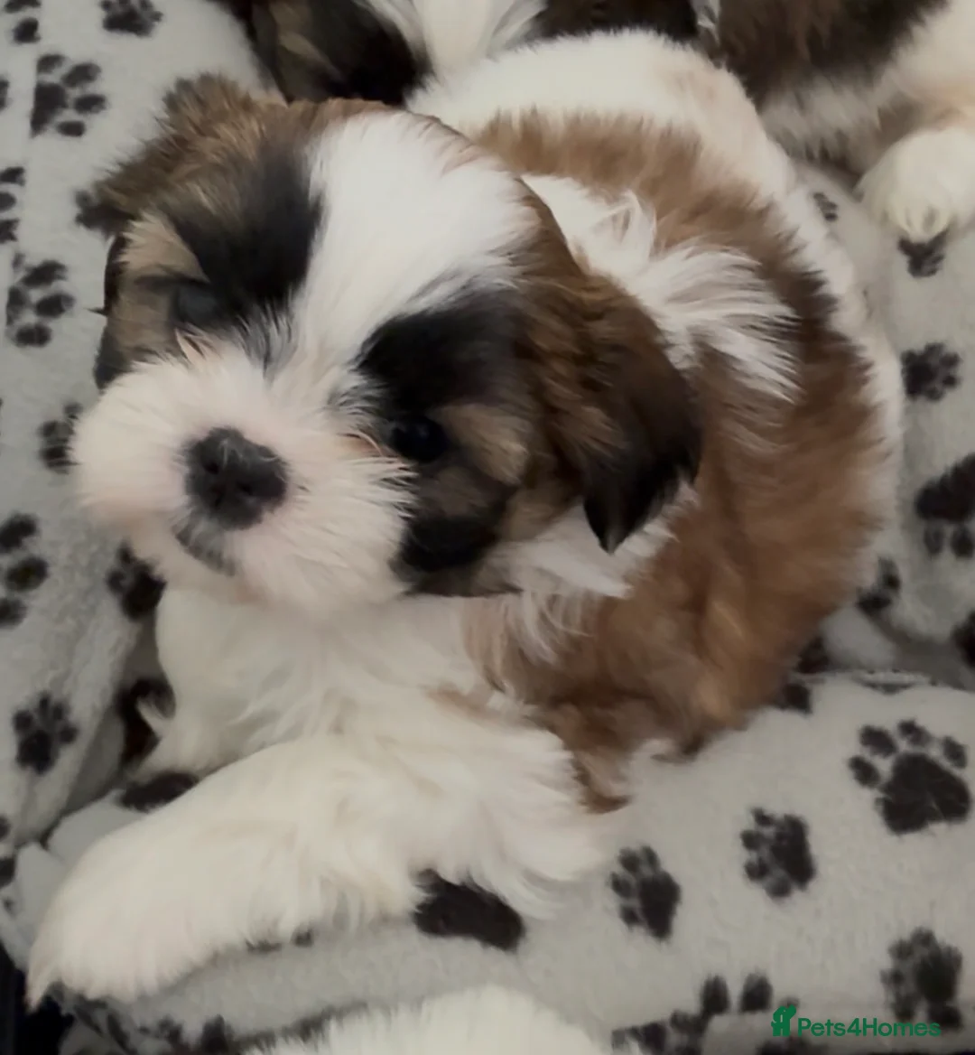 Shih Tzu dogs for sale: Purebred Shih Tzu Puppies Looking for Loving Homes - Advert 1