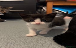 Domestic Shorthair cats for sale: 4 DSH kittens for sale - Image 11
