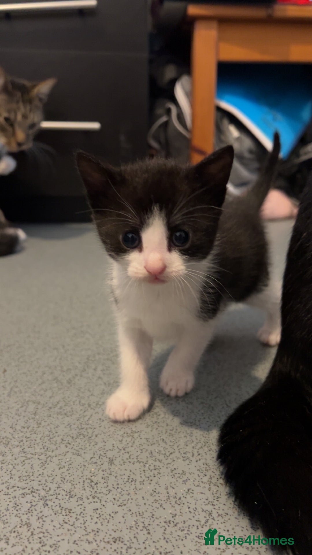 Domestic Shorthair cats for sale: 4 DSH kittens for sale - Image 11
