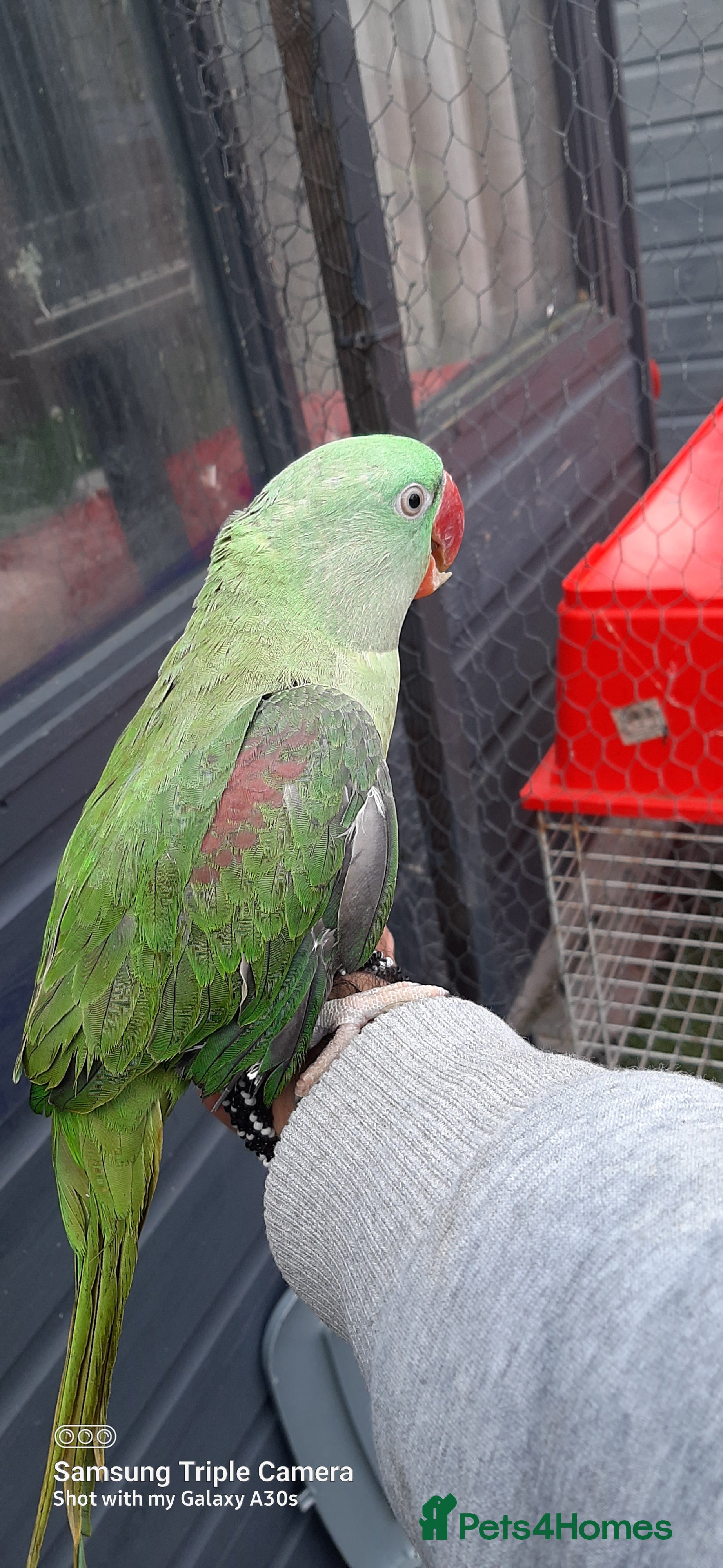 Parrots birds Alexandrine baby lovely Birds for king gifts  - Advert 17