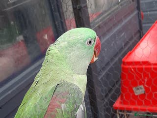 Parrots birds Alexandrine baby lovely Birds for king gifts - Advert 22