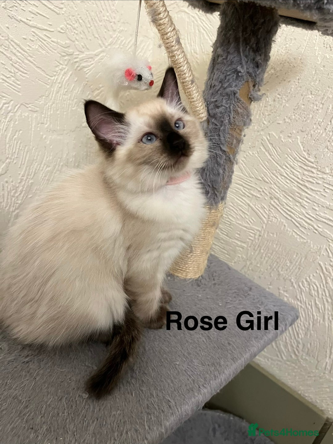 Ragdoll cats for sale: ❤️5 Beautiful Pure Ragdoll Kittens❗️❤️🐈 - Advert 16