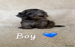 Cockapoo dogs for sale: Cockapoo puppies  - Image 9