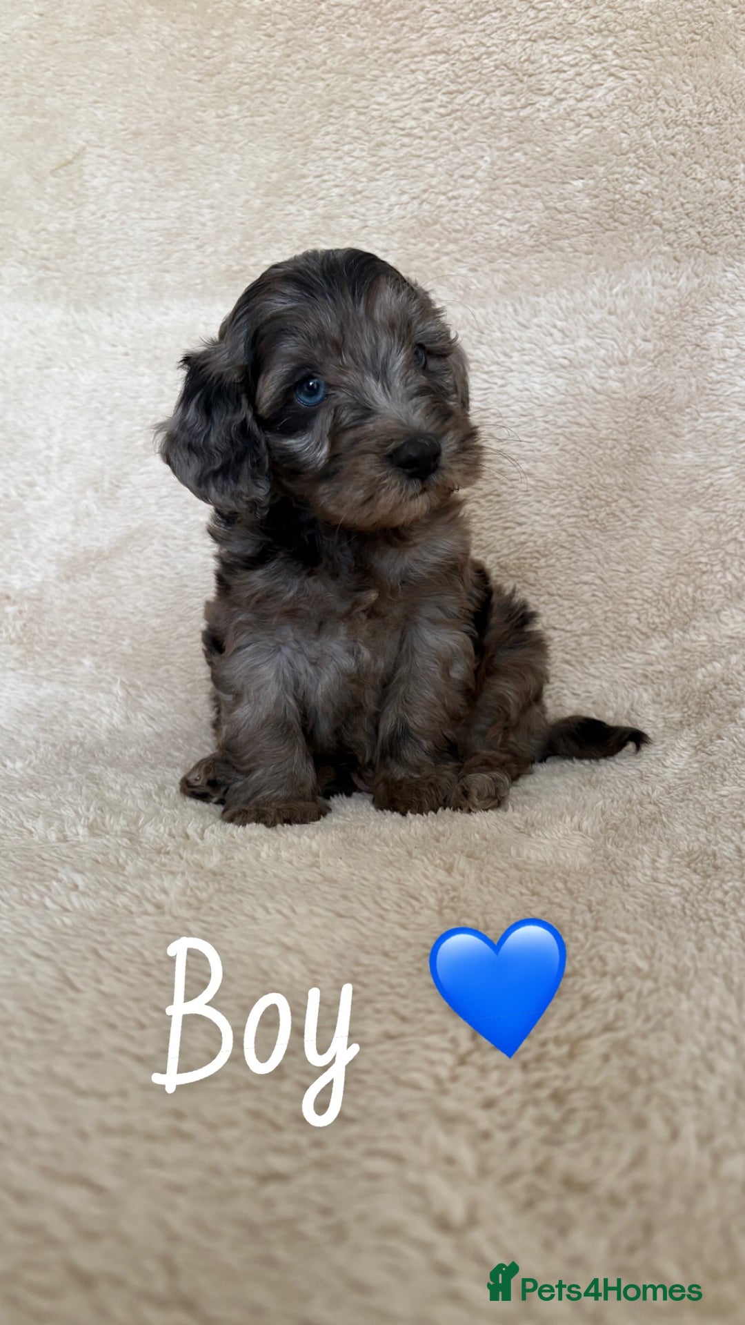 Cockapoo dogs for sale: Cockapoo puppies  - Image 9
