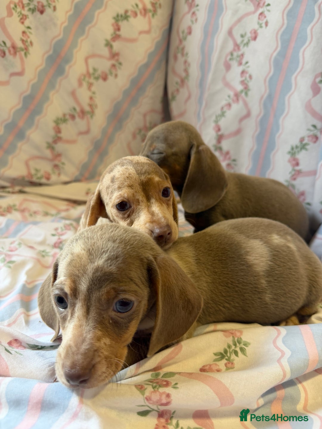 Miniature Dachshund dogs for sale: miniature dash hound puppys  - Advert 15