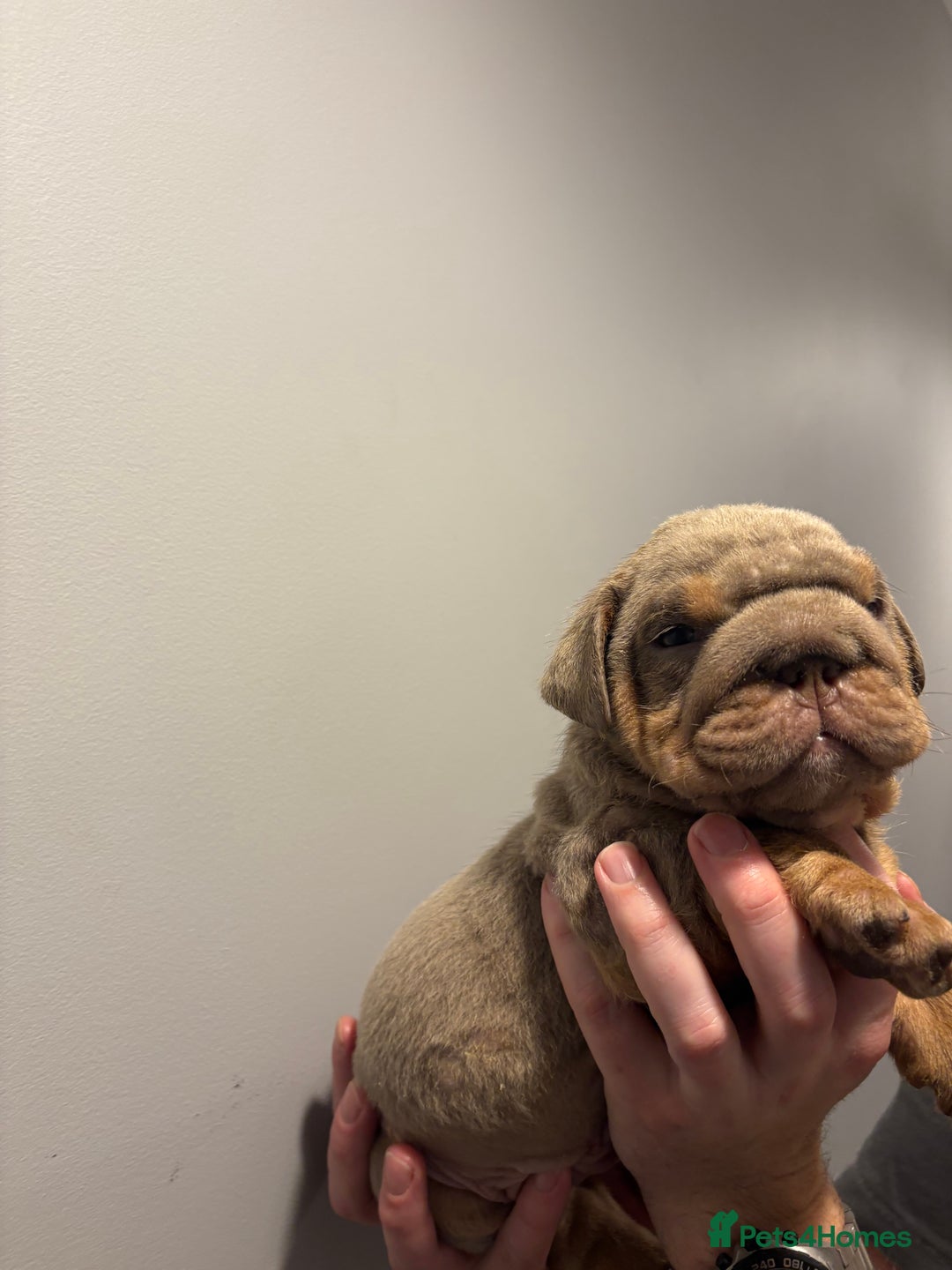 English Bulldog dogs for sale: English Bulldog puppies - Posherbulls bloodlines - Advert 5
