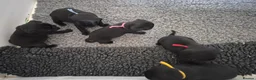 Pug dogs for sale: 5* Council license Breeder of 5 stunning pups. - Advert 4
