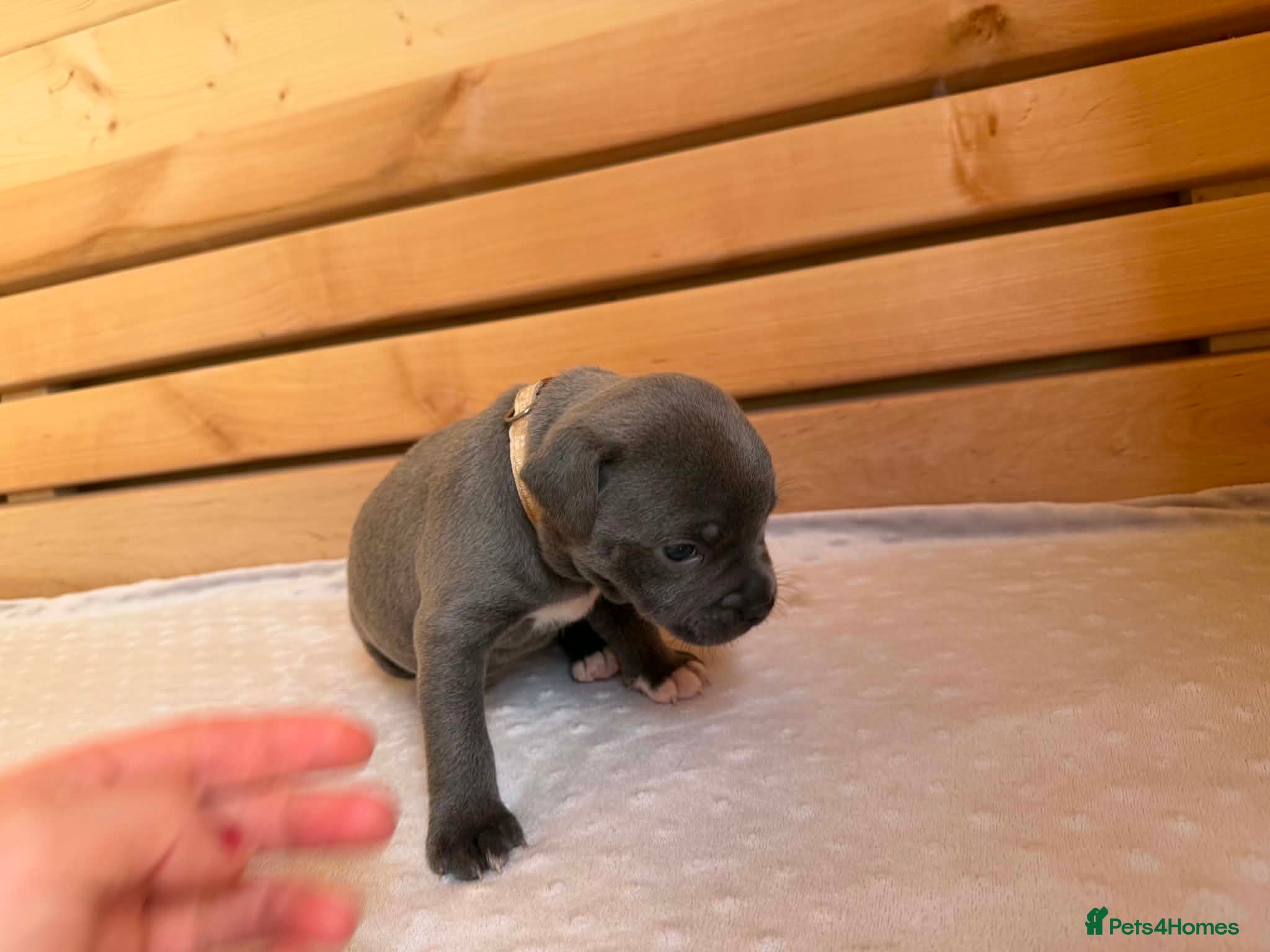 Staffordshire Bull Terrier dogs Adorable KC registered blue staffy puppies  - Advert 2
