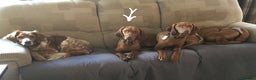 Hungarian Vizsla dogs for sale: 11 month old Bitch - Advert 2