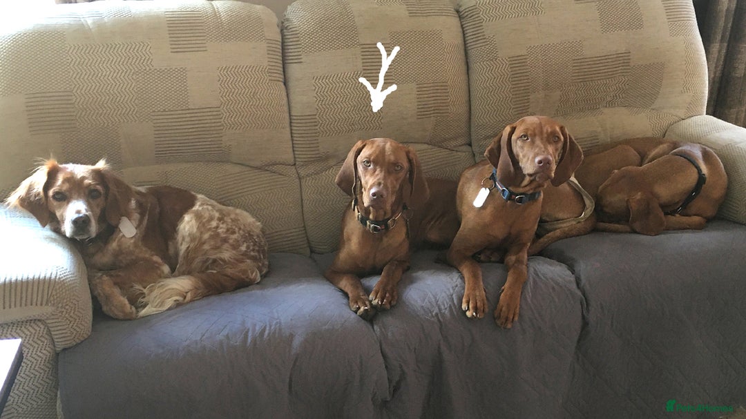 Hungarian Vizsla dogs for sale: 11 month old Bitch - Advert 2