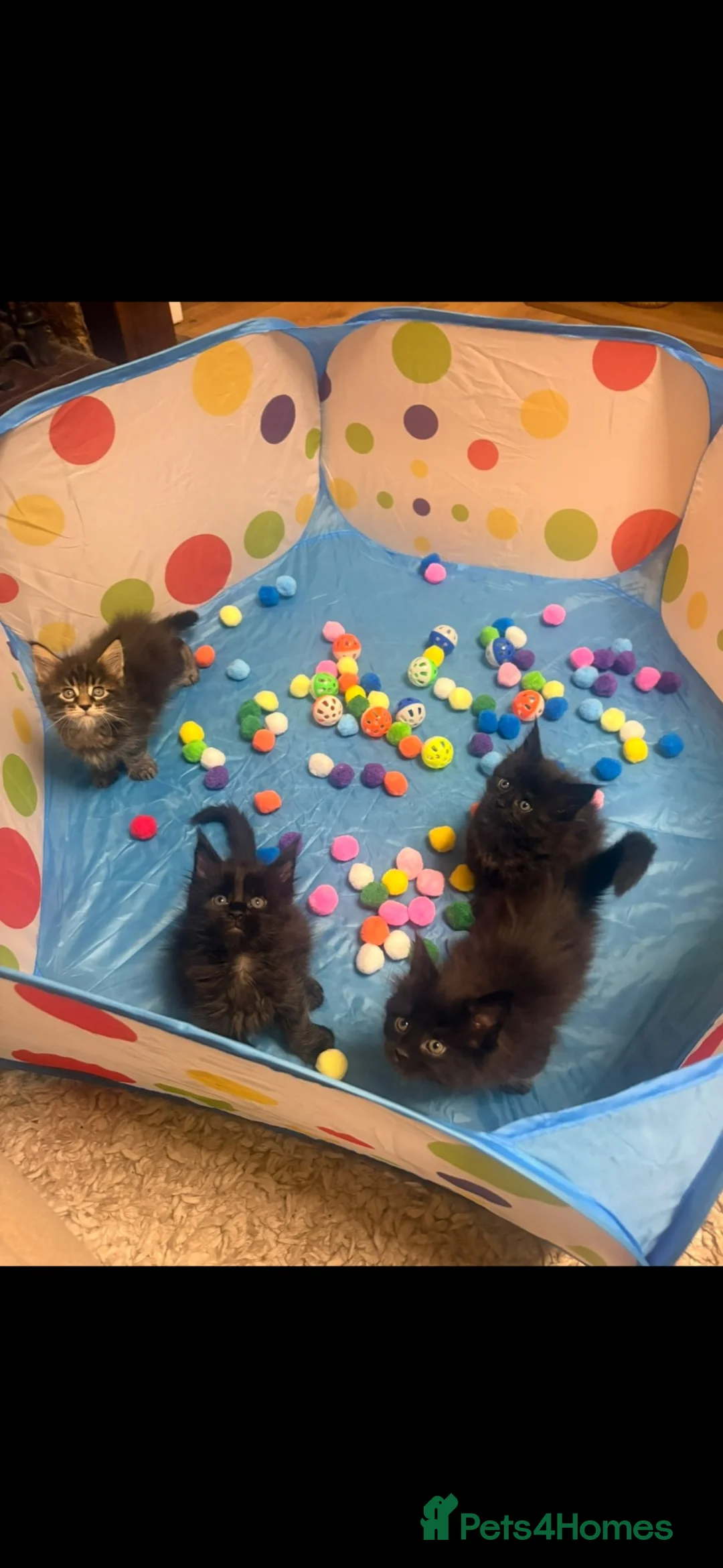 Maine Coon cats for sale: TICA registered Mainecoon kittens - Advert 1