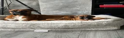 Boxer dogs for sale: Gorgeous classic boxers  in Newcastle - Advert 17