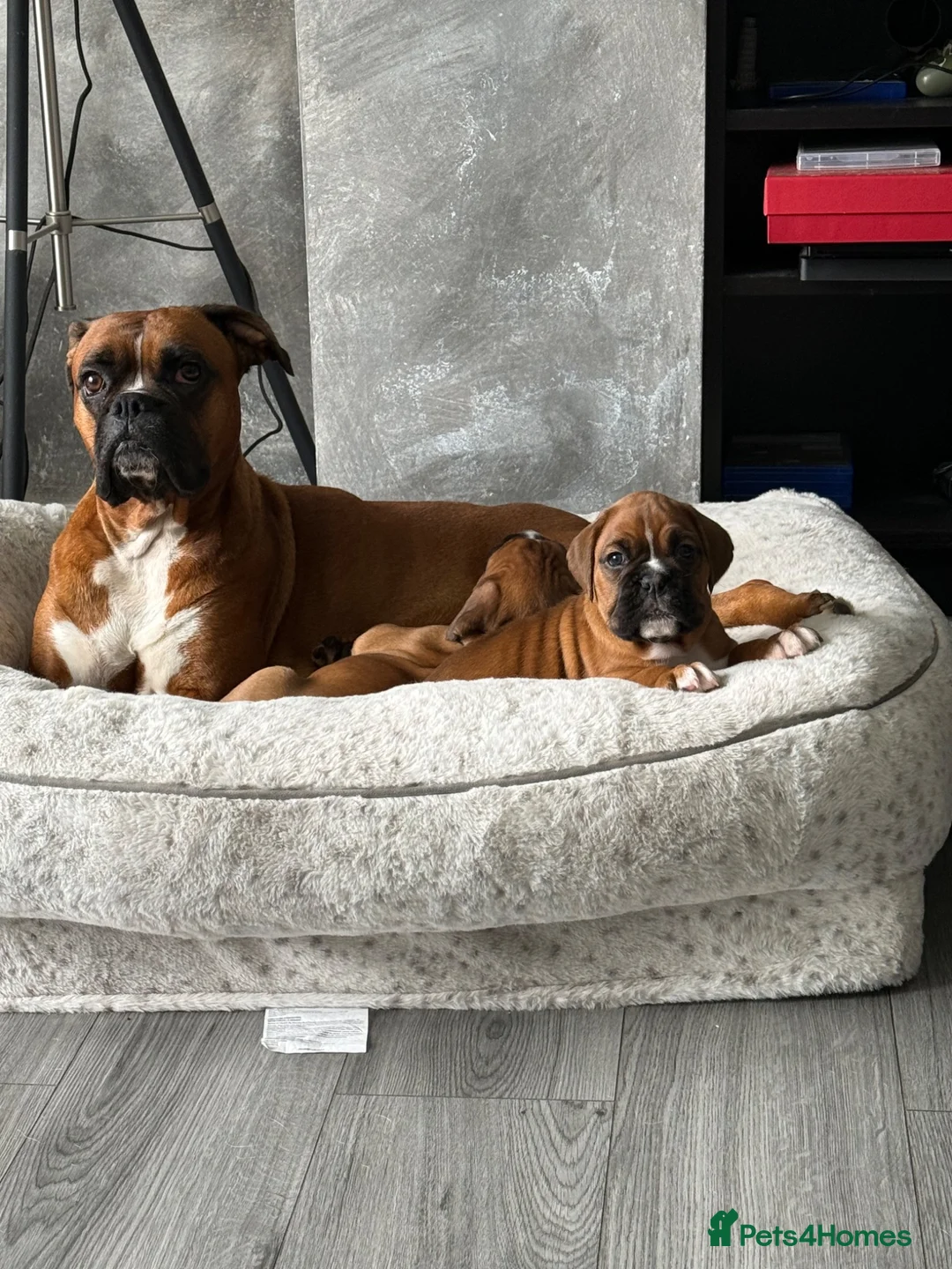 Boxer dogs for sale: Gorgeous classic boxers  in Newcastle - Advert 17