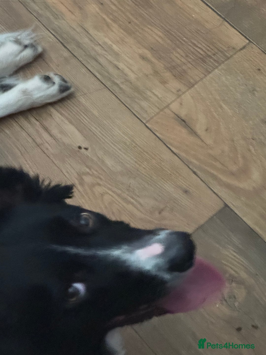 Mixed Breed dogs for sale: For urgent rehoming!  - Image 3