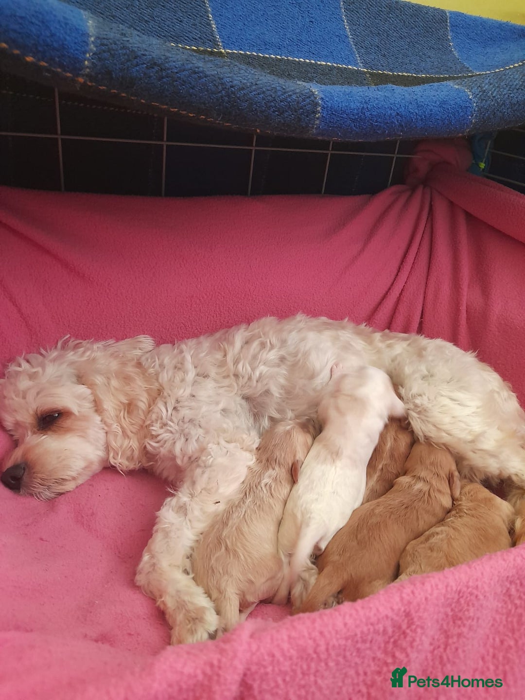 Cavapoo dogs for sale: Beautiful litter of F2 Cavapoo puppies - Advert 9