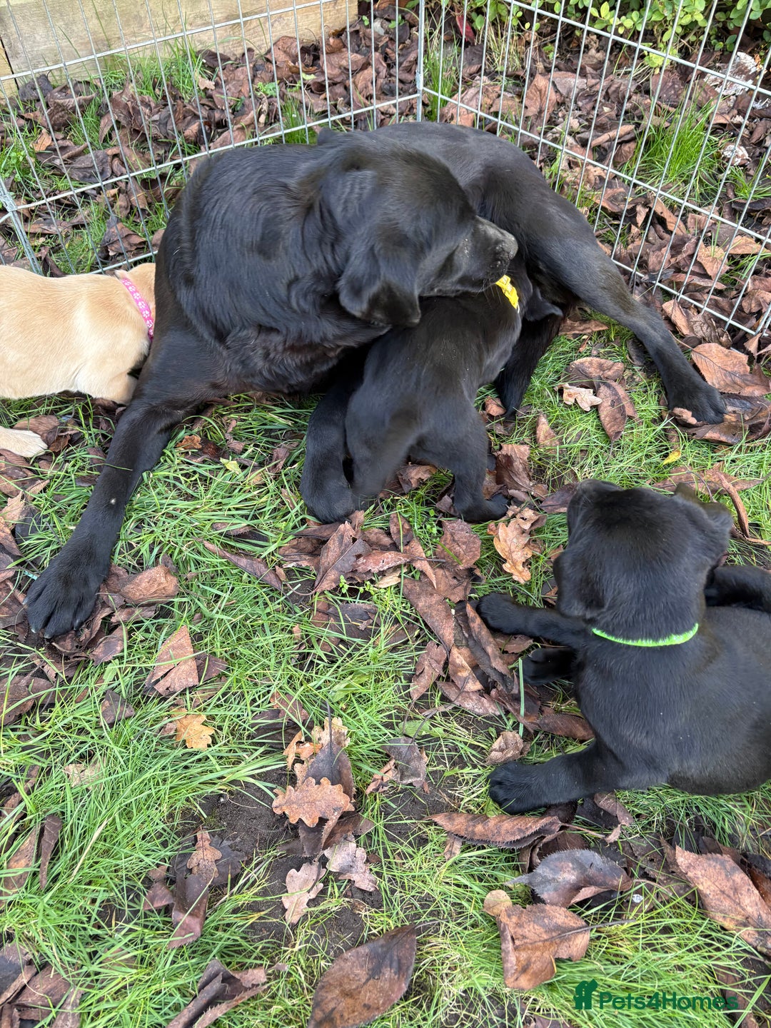 Labrador Retriever dogs for sale: 🐶KC Registered Labradors 🐶 - Advert 3