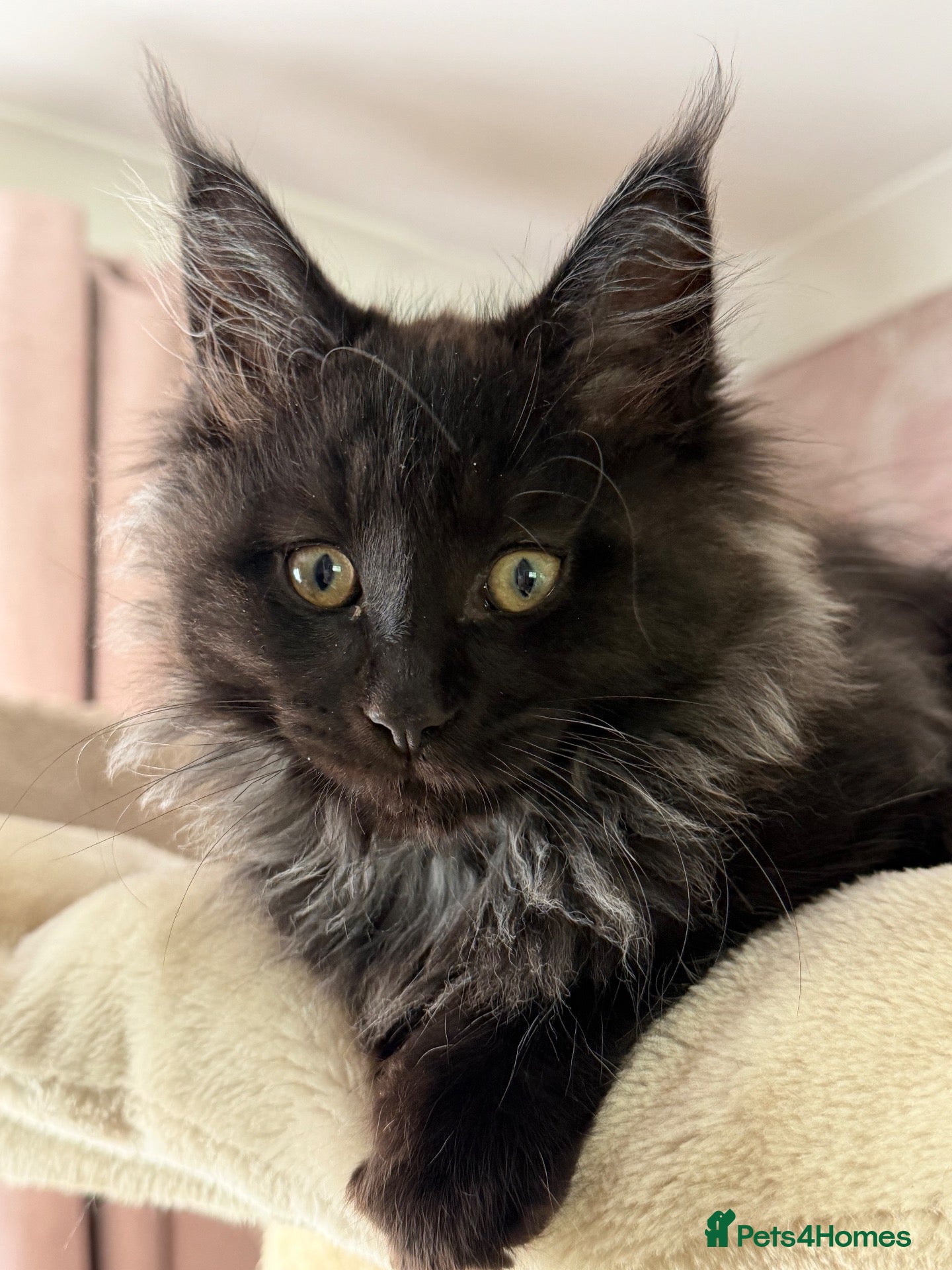 Maine Coon cats Tica registered black smoked male Maine coon - Advert 2