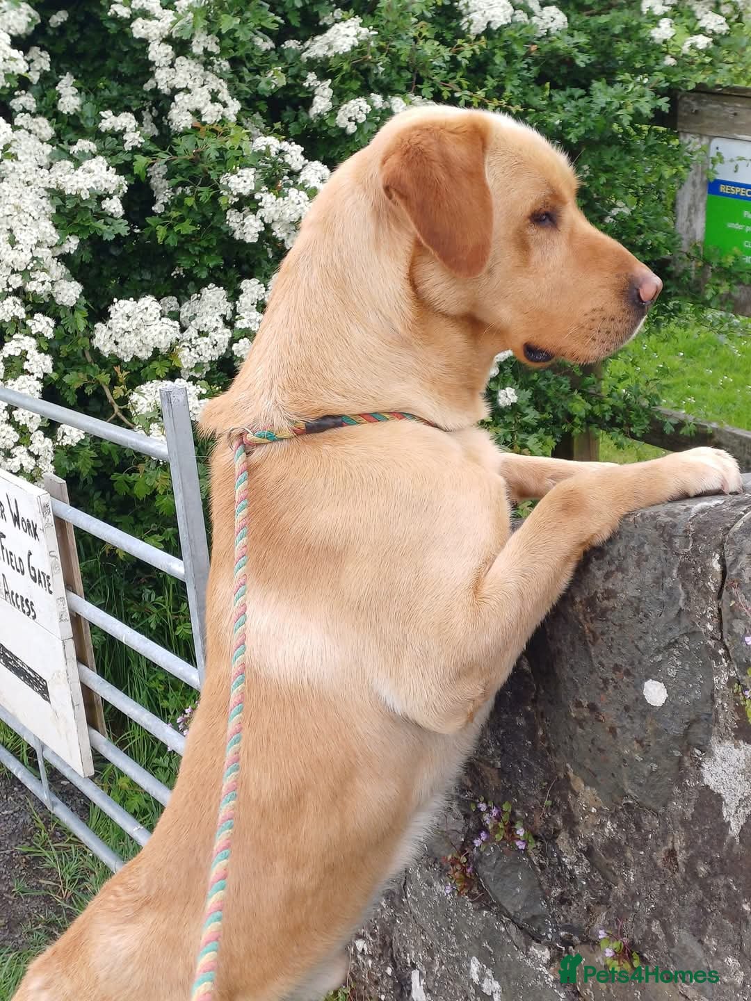 Labrador Retriever dogs for stud: Standing at Stud.  - Advert 2