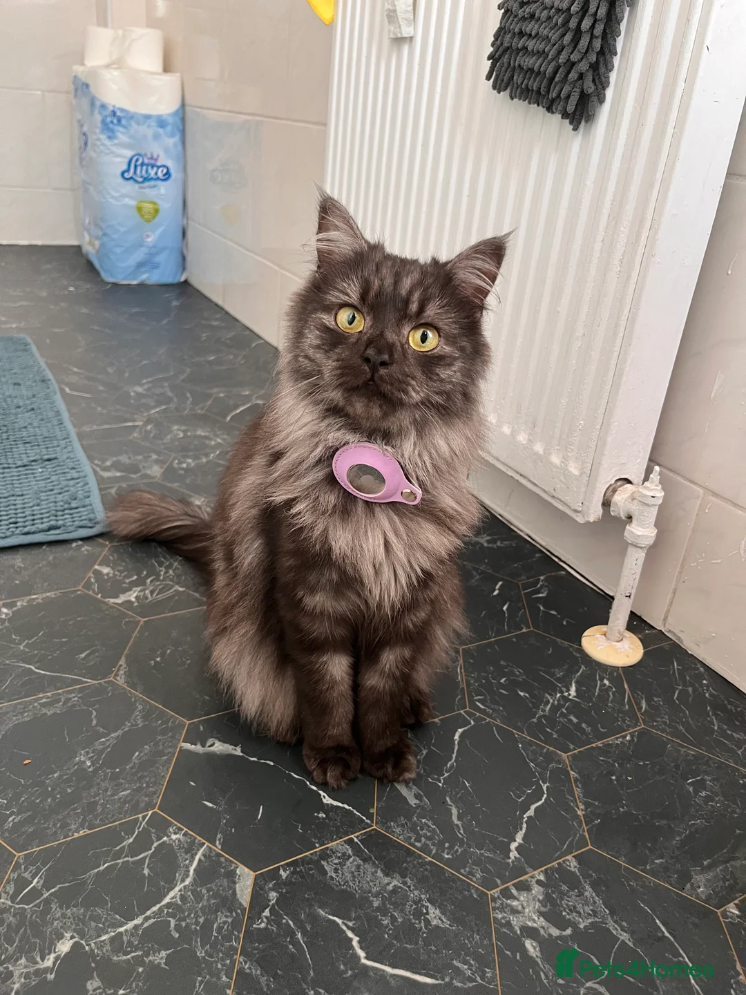 Mixed Breed cats for sale: Two Adorable Black Siberian Kittens for sale.  - Advert 6