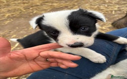 Border Collie dogs for sale: Border collies puppies - Image 12