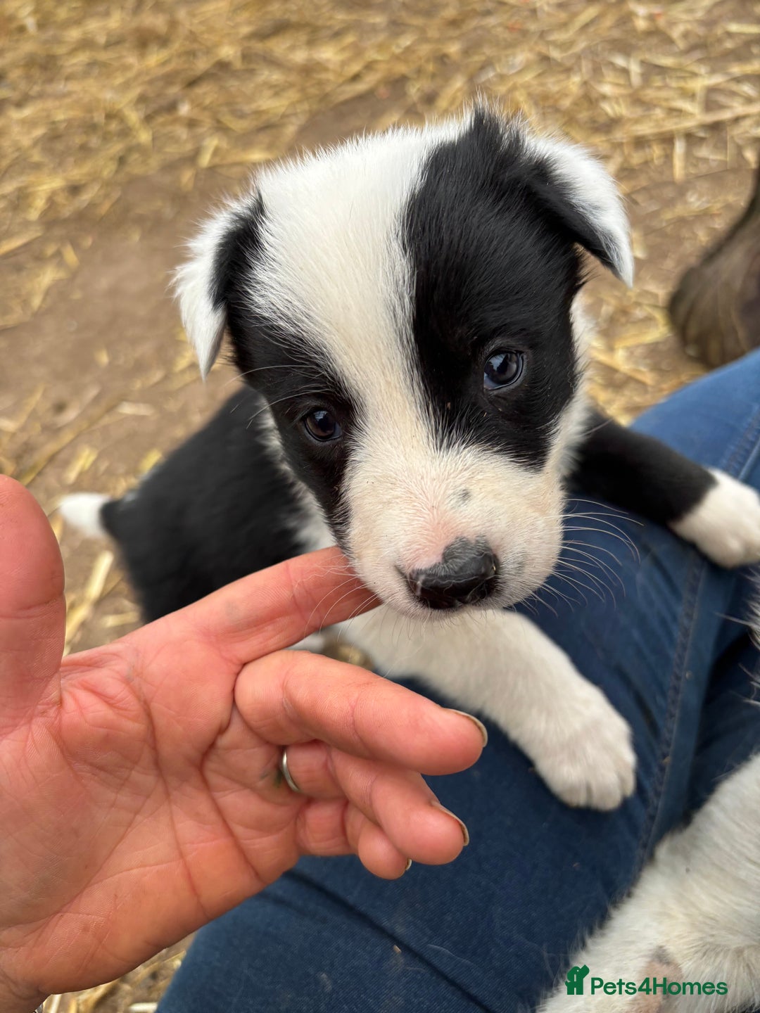 Border Collie dogs for sale: Border collies puppies - Image 12