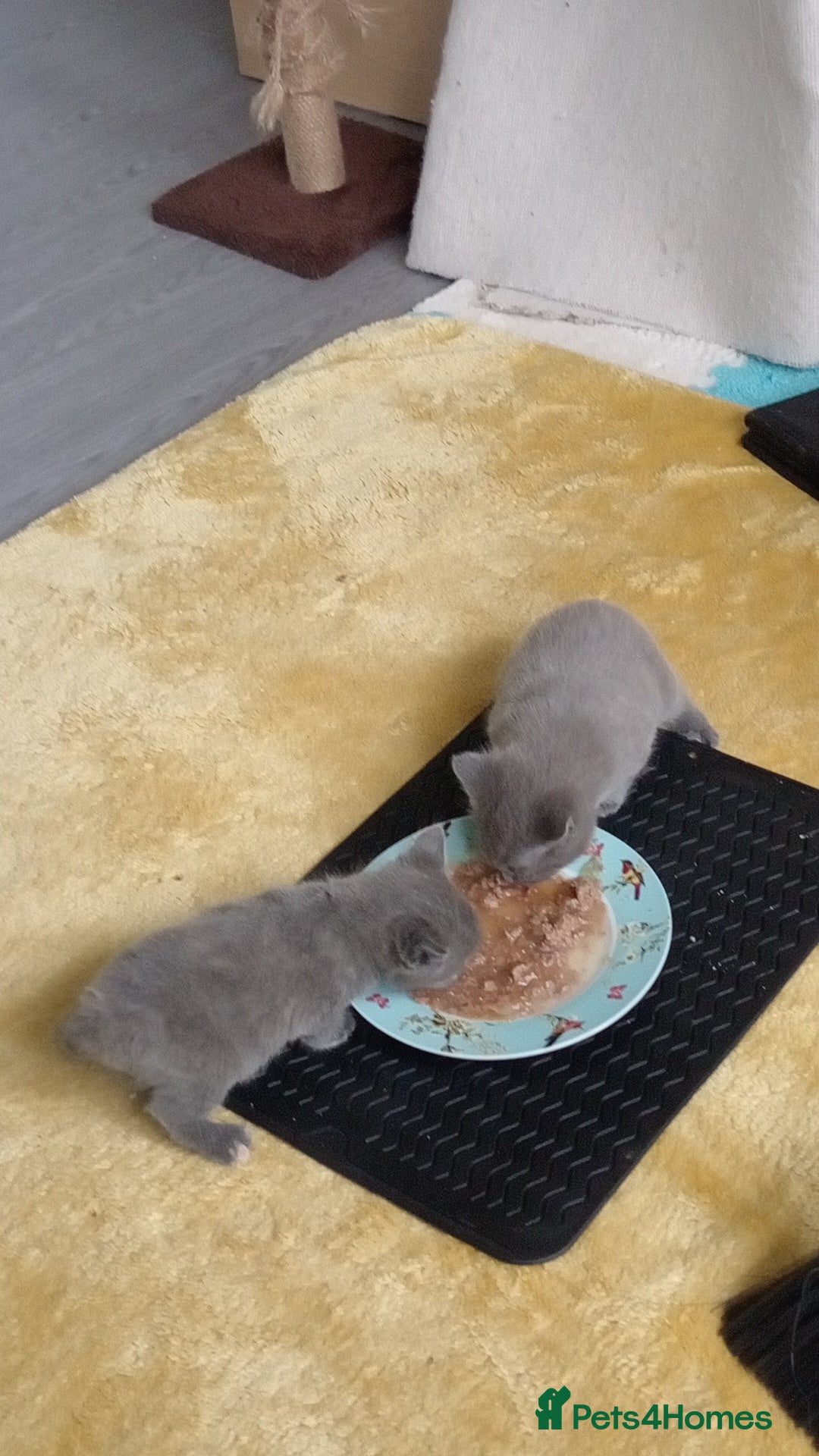 Mixed Breed cats for sale: 2 kittens for sale - Image 7