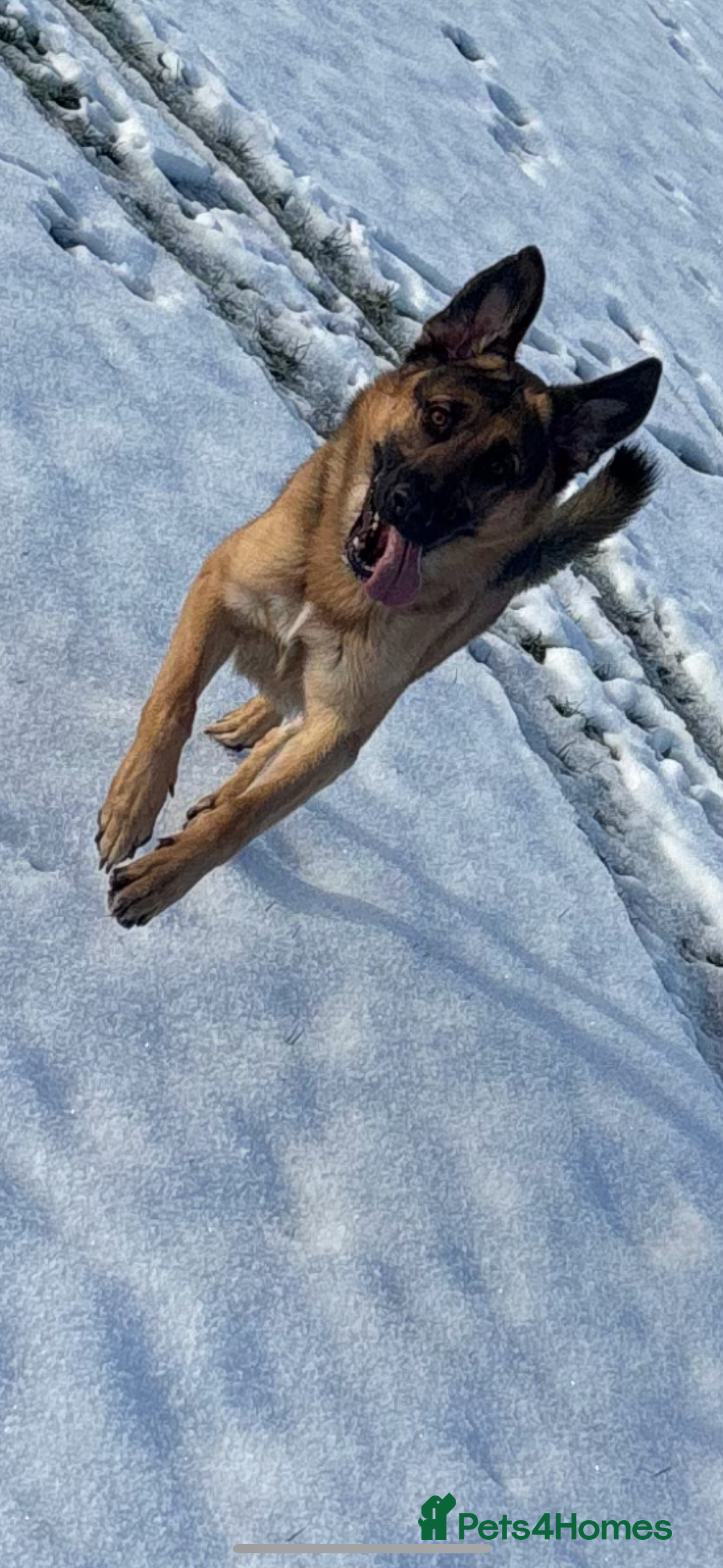 German Shepherd dogs 2 year old male German shepherd  - Advert 1