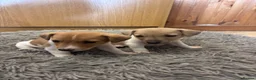 Jack Russell dogs for sale: Male Jack Russell Puppies – Ready 15th October in Caerphilly - Advert 6