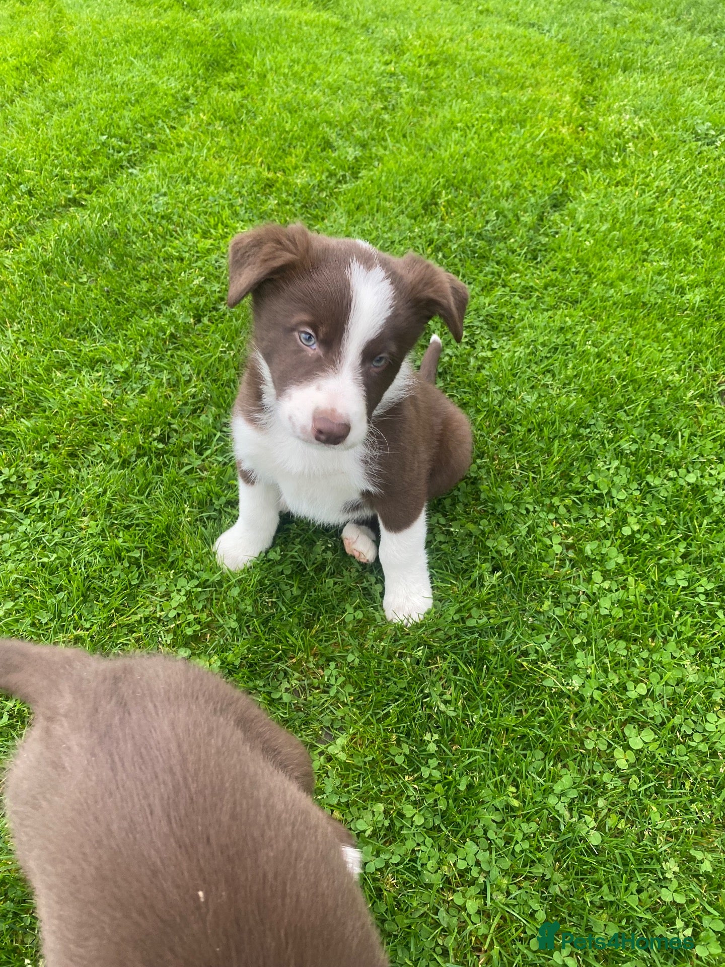 Mixed Breed dogs for sale: Beautiful Kelpie/Collie cross puppies - Advert 2