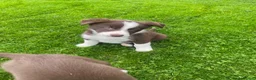 Mixed Breed dogs for sale: Beautiful Kelpie/Collie cross puppies - Advert 2