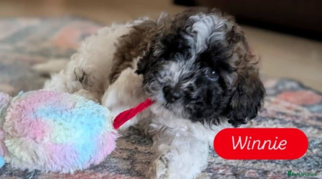 Poochon dogs for sale: Poochon pups stunning Rare colours - Image 22
