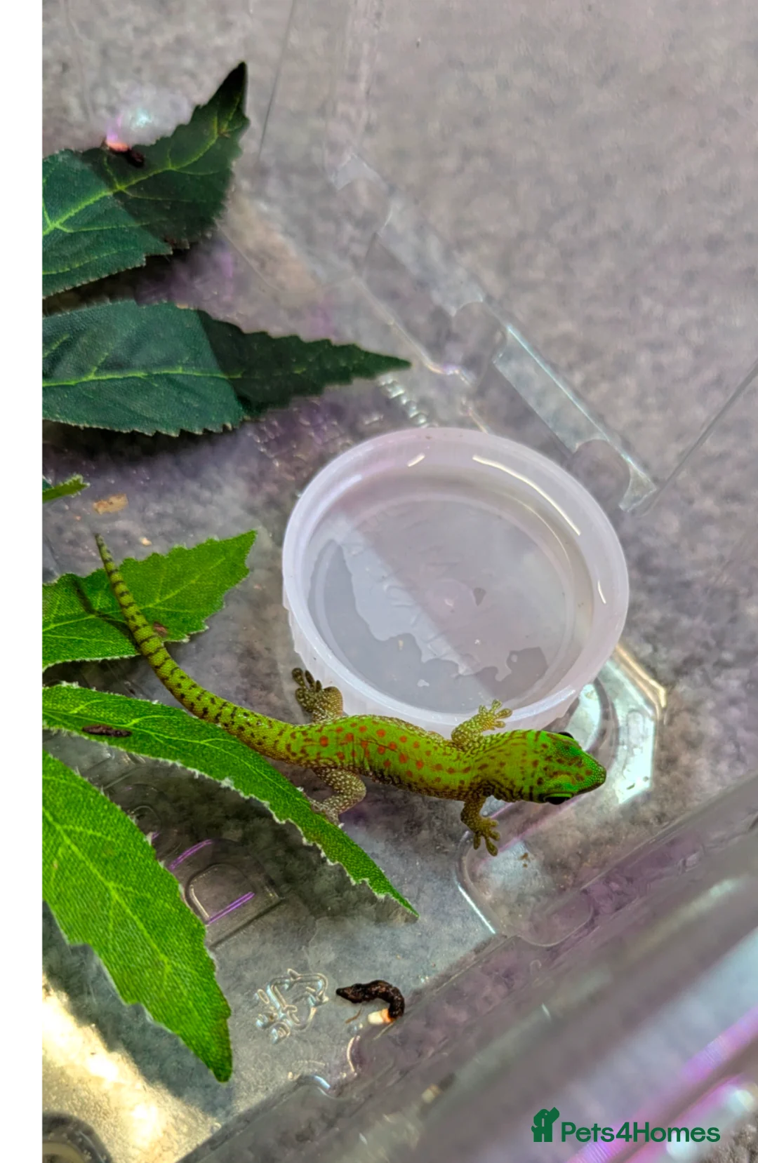 Gecko reptiles for sale: Baby Day Geckos 4 months old  - Advert 3