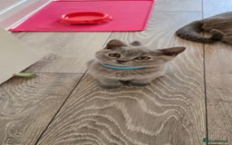 British Shorthair cats for sale: British Blue Shorthair - Image 16