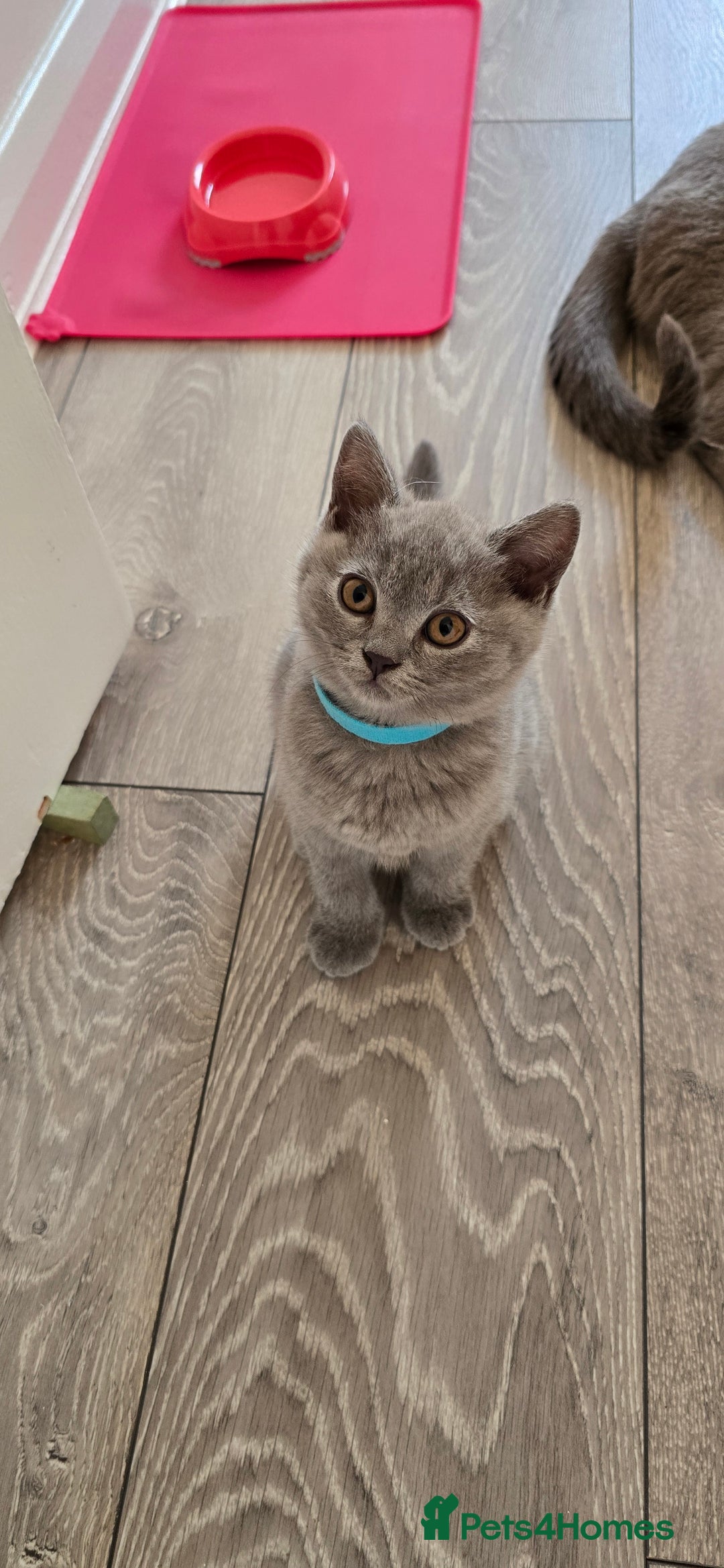 British Shorthair cats for sale: British Blue Shorthair - Image 16
