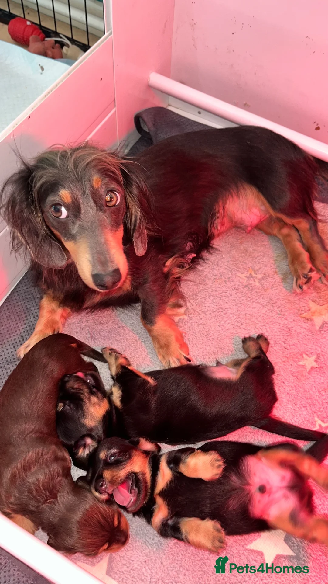 Miniature Dachshund dogs for sale: Last Male left - Miniature Dachshund Puppies - Advert 7