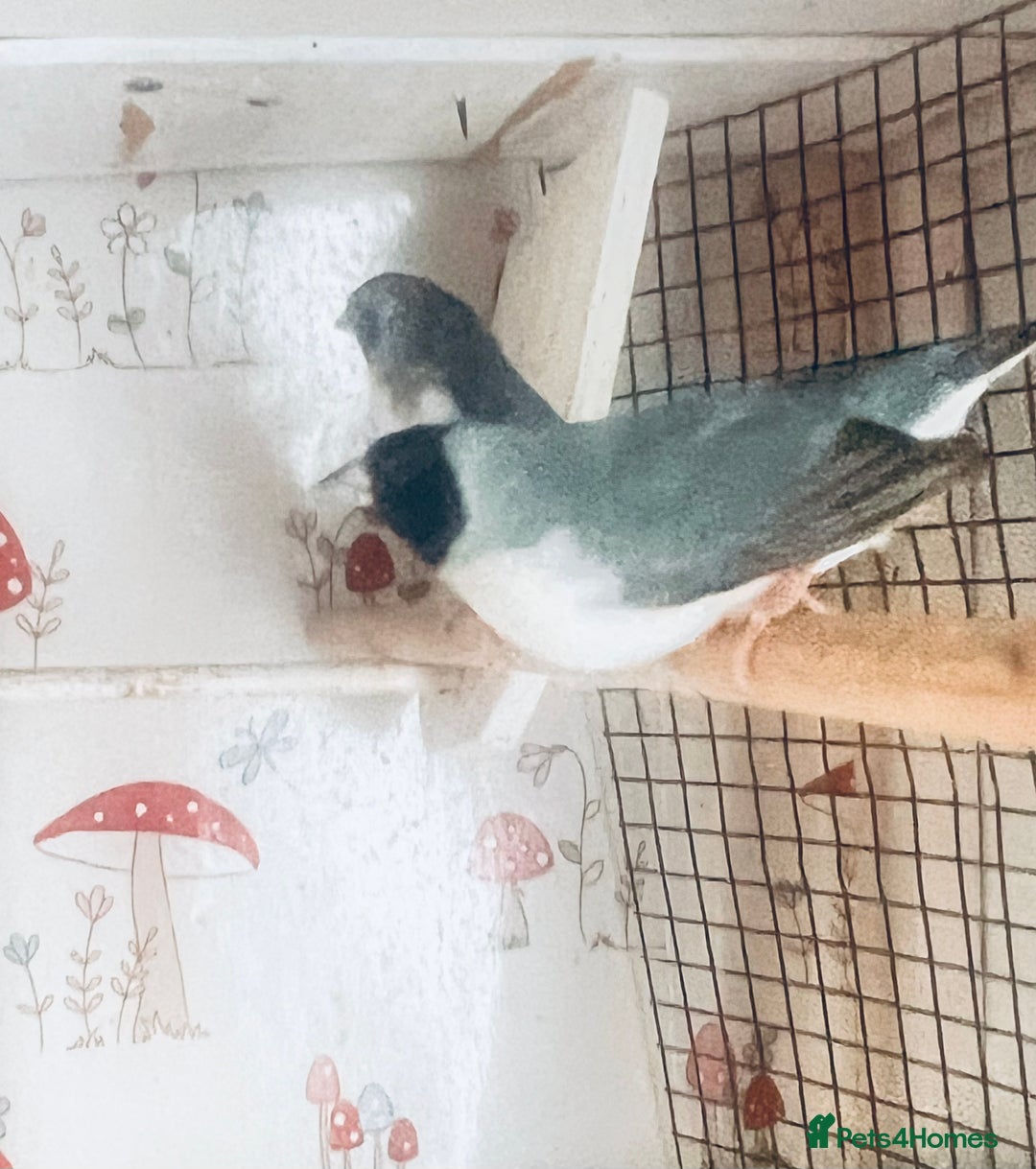 Finches birds for sale: Blue Female Gouldian Finch for sale  - Advert 1