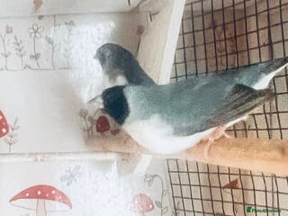 Finches birds Blue Female Gouldian Finch for sale - Advert 5
