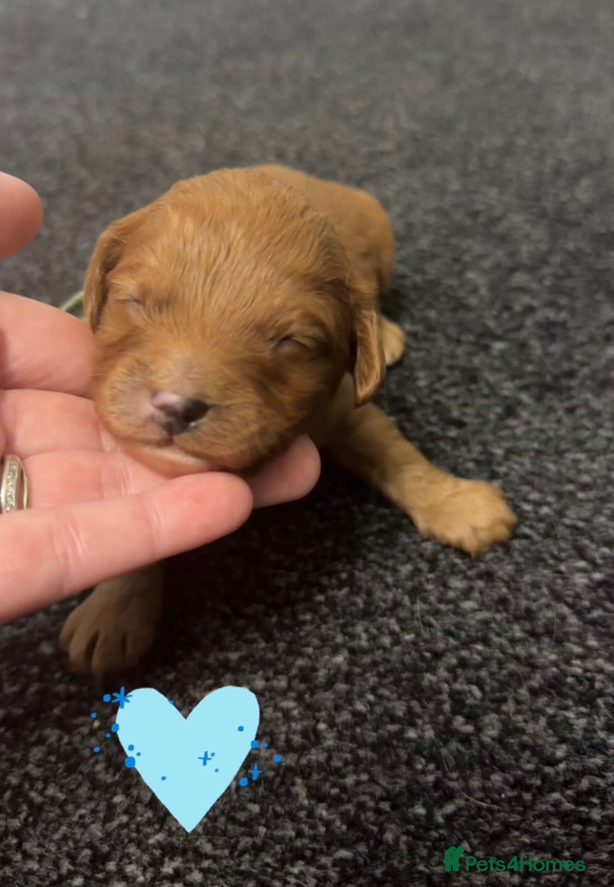 Cavapoo dogs F1 cavapoos 🥰dna health clear parents,💙🩷  - Advert 2