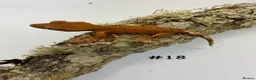 Gecko reptiles for sale: Adult, Juvenile and Lilly White Crested Geckos - Advert 37