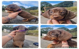 Miniature Dachshund dogs for sale: *READY* PRA CLEAR MINIATURE DACHSHUND PUPPIES  - Image 4