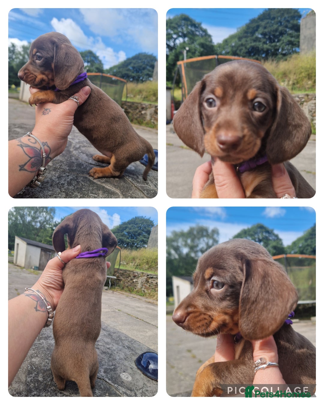 Miniature Dachshund dogs for sale: *READY* PRA CLEAR MINIATURE DACHSHUND PUPPIES  - Image 4